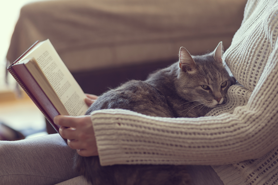 Soft cuddly tabby cat lying in its owner's lap enjoying and purring while the owner is reading a book